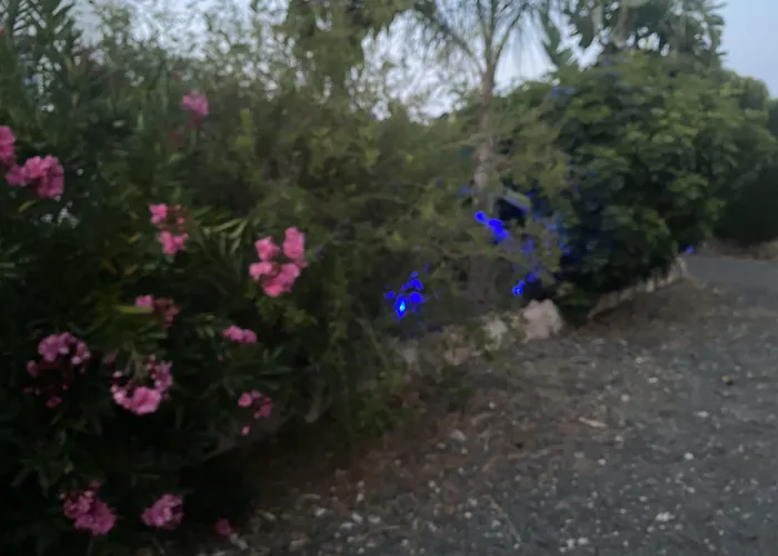 Nissi49 * アヤナパ